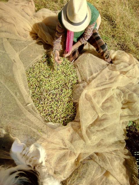 Agriturismo Colombino