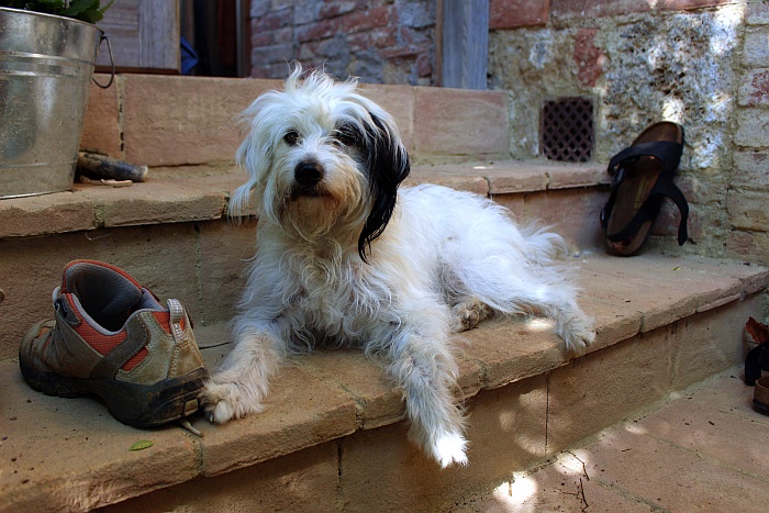 Agriturismo Colombino